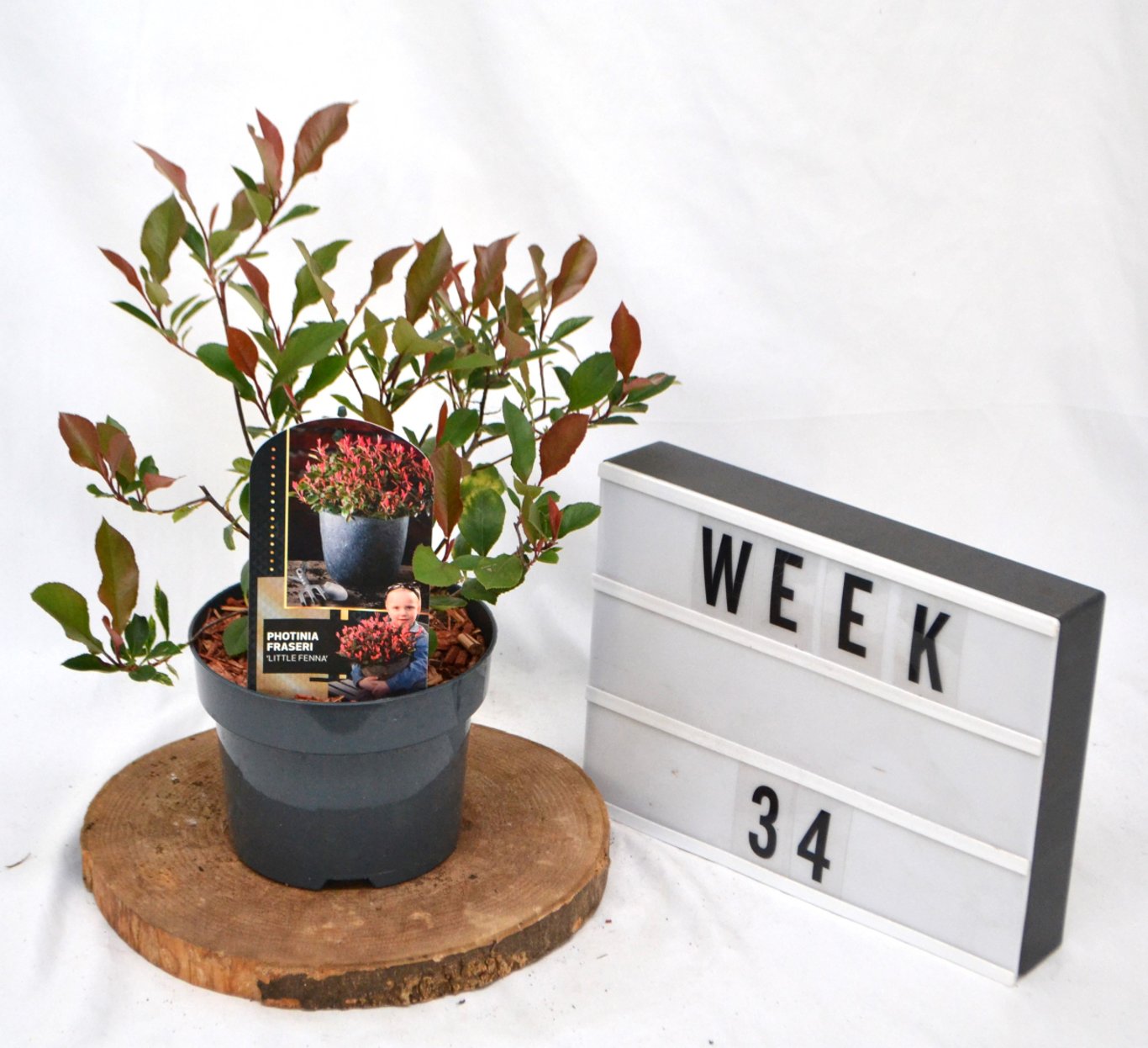 Photinia fraseri 'Little Fenna' - C2 50-60 CM